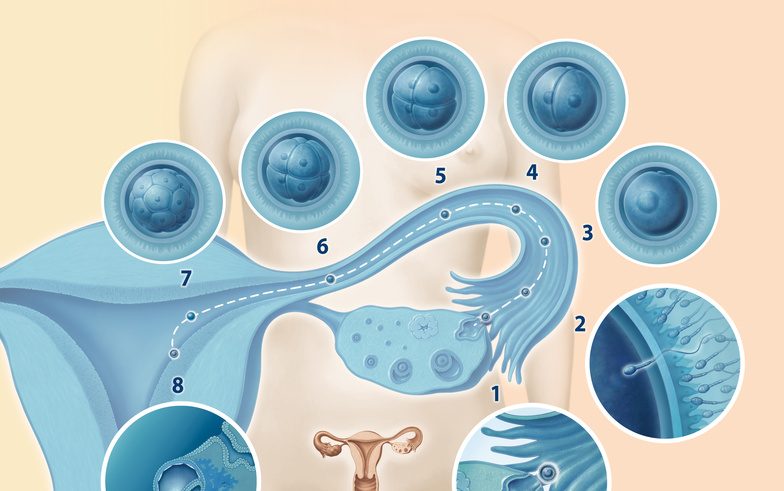 Schwanger lusttropfen eisprung Schwanger durch