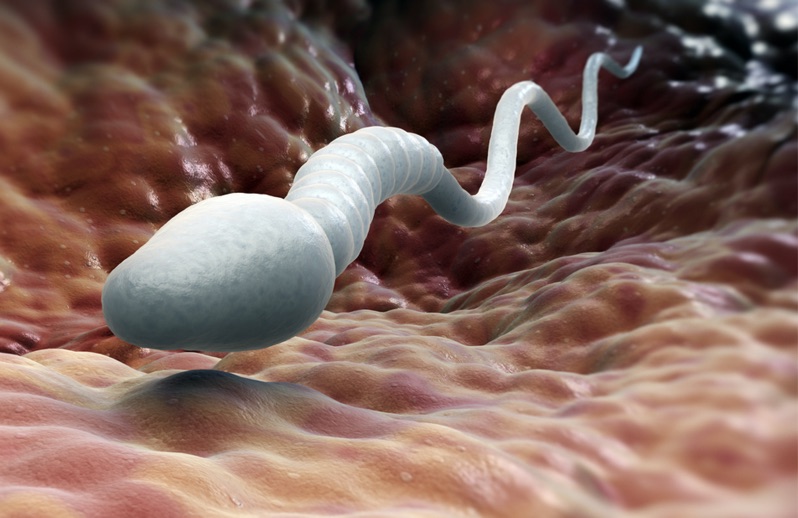 Lange im wie überleben mund spermien Überlebensdauer Spermien